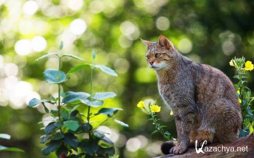 Wallpapers Mix �731