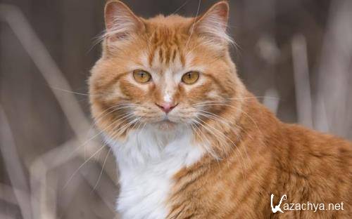 Wallpapers Mix �731