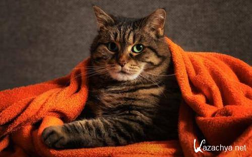 Wallpapers Mix №764 Wallpapers Mix №764