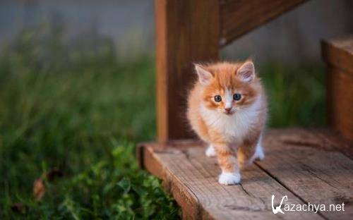 Wallpapers Mix �794