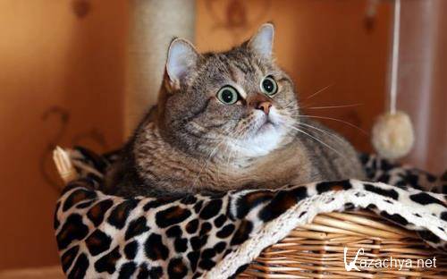 Wallpapers Mix №822 Wallpapers Mix №822