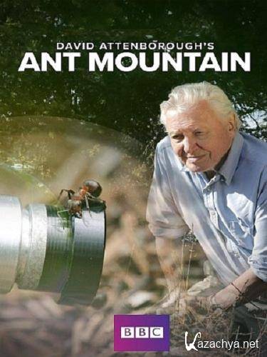      / David Attenborough's Ant Mountain (2017) HDTV 1080i