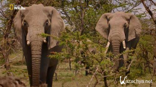  .   / An Elephant's World (2017) HDTV 1080i