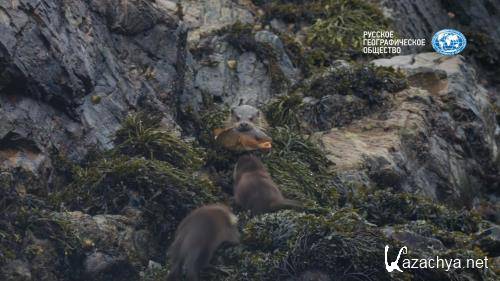  .     / Shetland's Otters. The Tale of a Draatsi Family (2019) HDTV 1080i