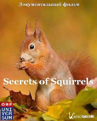   / Secrets of Squirrels (2018) HDTV 1080i
