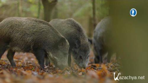 Удивительные свиньи / Amazing Pigs / Die fabelhafte Welt der Schweine (2018) HDTV 1080i