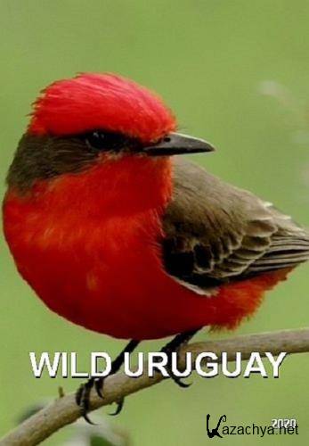Дикая природа Уругвая / Wild Uruguay (2020) DVB