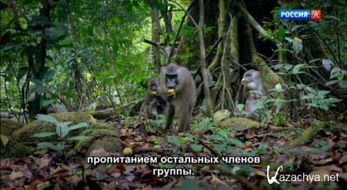  / Primates (2020) DVB
