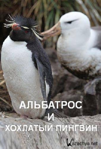     / The Albatross and the Rockhopper Penguin (2018) DVB