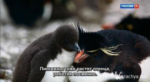     / The Albatross and the Rockhopper Penguin (2018) DVB