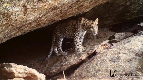 ����� ��������� / The Leopard Rocks (2017) HDTVRip 1080p