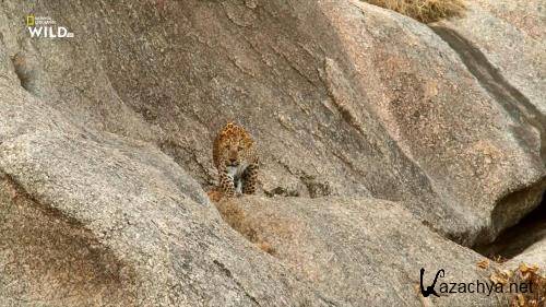 ����� ��������� / The Leopard Rocks (2017) HDTVRip 1080p