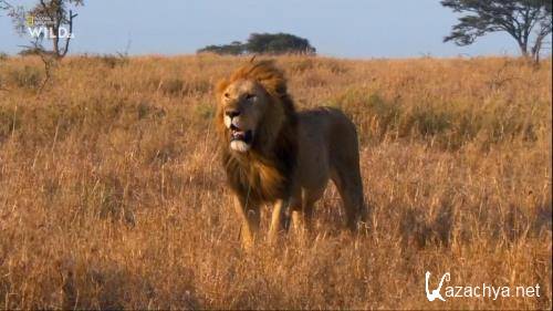    / Africa's Big Five (2020) HDTVRip 720p