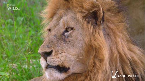 :   / Cecil: The Legacy of a King (2020) WEBRip 1080p