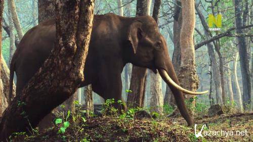   / Wild Karnataka (2020) HDTVRip 720p