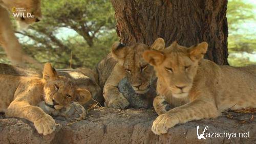   / Lion Dynasty (2021) HDTVRip 720p