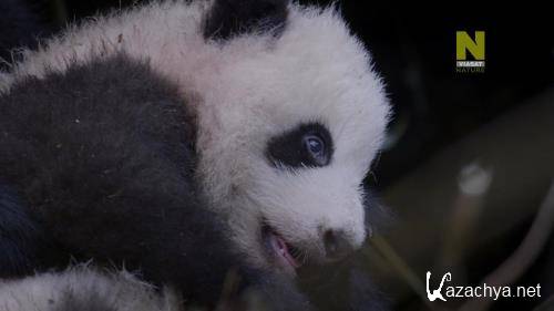   :    / Rare Survivors - Chinas iconic Wildlife (2020) HDTV 1080p