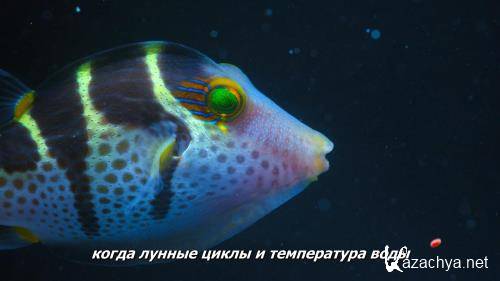 ������ ����������� ���� / Puff: Wonders of the Reef (2021) WEBRip 1080p