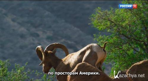 Торжество дикой природы. Национальный парк Биг Бенд / Big Bend - America's Wildest Frontier (2020) DVB Торжество дикой природы. Национальный парк Биг Бенд / Big Bend - America's Wildest Frontier (2020) DVB