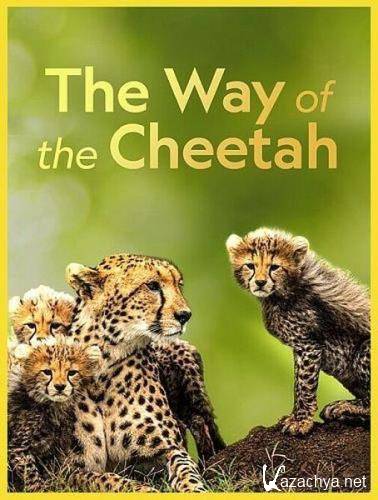 Путь / Судьба гепарда / The Way Of The Cheetah (2022) HDTVRip 720p