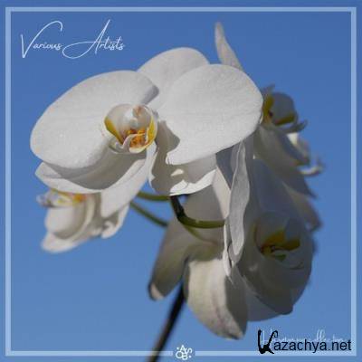 VA Sampler - Harmonic Series (2022)