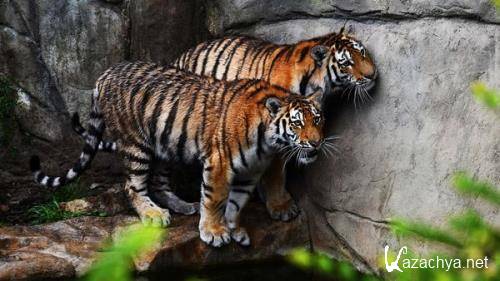 Wallpapers Mix �978