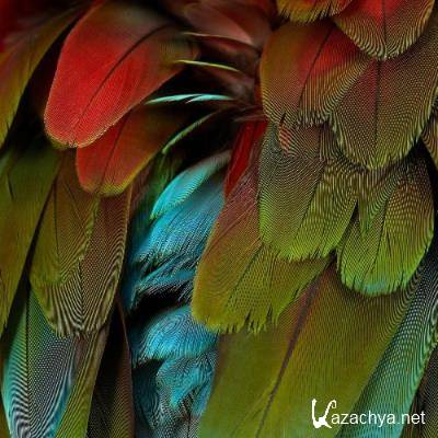 Nyos - Celebration (2022) Nyos - Celebration (2022)