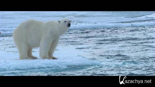 Полярный медведь / Polar Bear (2022) WEBRip 1080p