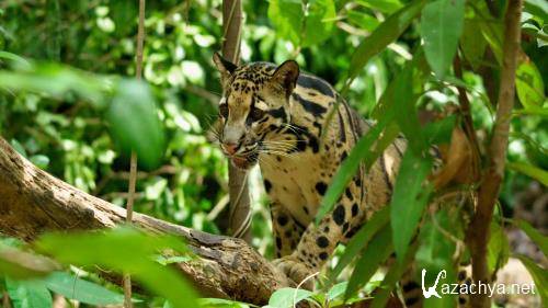    / Thailand's Wild Cats (2021) WEB-DL 1080p