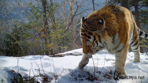 Дикие тигры России / Russia's Wild Tiger (2022) WEB-DL 1080p
