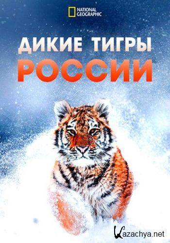 Дикие тигры России / Russia's Wild Tiger (2022) WEB-DL 1080p