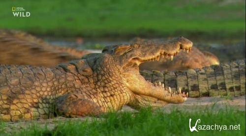 Самые опасные крокодилы мира / World's Deadliest Crocs (2019) HDTVRip