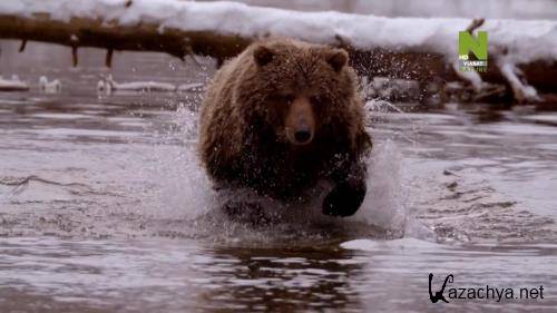    / Yukon's Wild Grizzlies (2021) HDTV 1080i