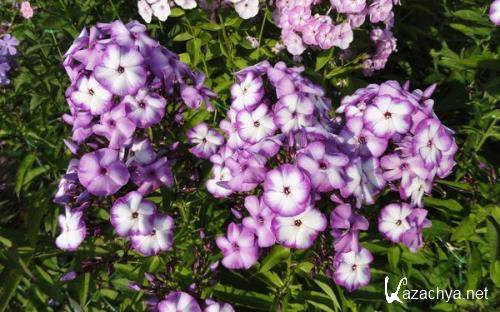 Wallpapers Mix №1010 Wallpapers Mix №1010