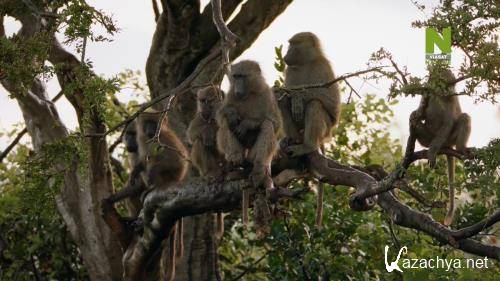    / Baboons: A Really Wild Family (2021) HDTVRip 720p