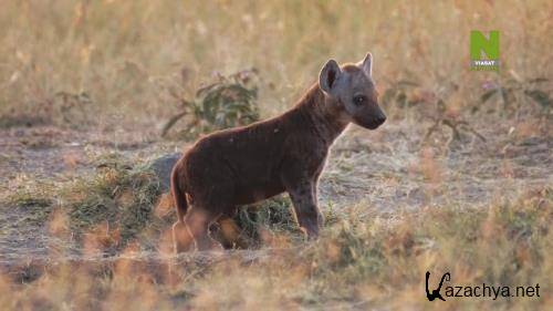   :  ,   / Lions and Hyenas: Owners of Death, Guardians of Life (2020) HDTVRip 720p