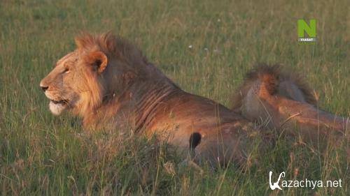   :  ,   / Lions and Hyenas: Owners of Death, Guardians of Life (2020) HDTVRip 720p
