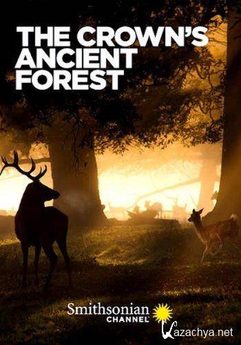 Королевский лес / The Crown's Ancient Forest (2021) HDTVRip
