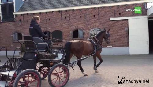 Лошади / Horses (2020) HDTVRip