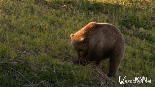  :     / Brown Bears - Teddy Bears Picnic (2020) HDTVRip 720p