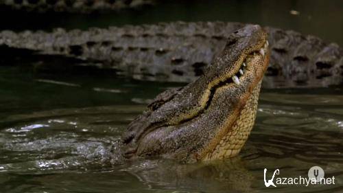   / Crocodile Kingdom (2020) HDTVRip 720p