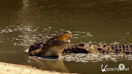 Царство крокодилов / Crocodile Kingdom (2020) HDTVRip 720p