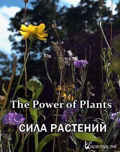   / The Power of Plants (2021) HDTV 1080i