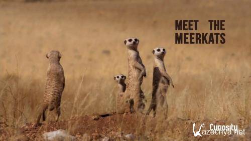    / Meet The Meerkats (2020) HDTV 1080i