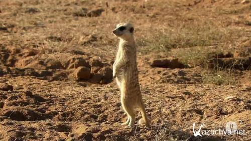    / Meet The Meerkats (2020) HDTV 1080i