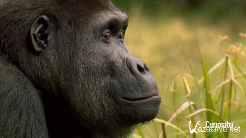 :    / Gorilla. Rumble in the Jungle (2020) HDTVRip 720p