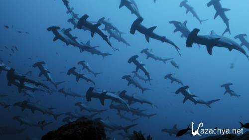 Акулы и Луна - удивительная связь / Shark Side of the Moon (2022) WEB-DL 1080p Акулы и Луна - удивительная связь / Shark Side of the Moon (2022) WEB-DL 1080p