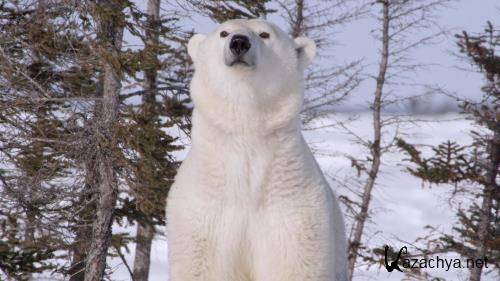    / Kingdom of the Polar Bears (2021) WEB-DL 1080p