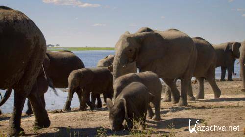 :   / Elephants. Changing Lives (2021) WEB-DL 1080p
