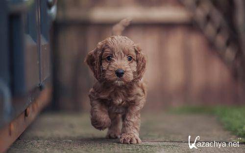 Wallpapers Mix �1142